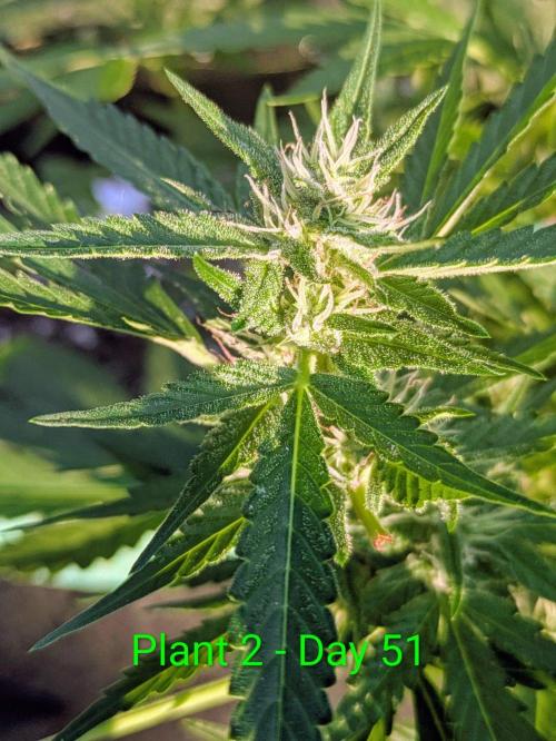White Widow Auto - Homegrown Cannabis Co. Week 6