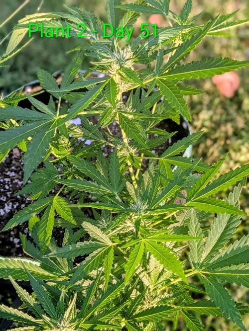 White Widow Auto - Homegrown Cannabis Co. Week 6