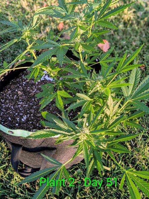 White Widow Auto - Homegrown Cannabis Co. Week 6