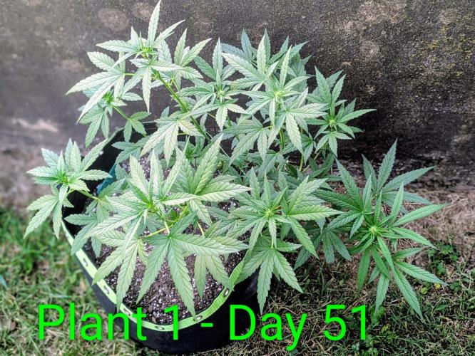 White Widow Auto - Homegrown Cannabis Co. Week 6