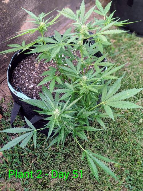 White Widow Auto - Homegrown Cannabis Co. Week 6