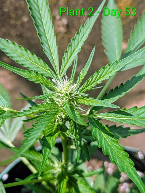 White Widow Auto - Homegrown Cannabis Co. Week 7