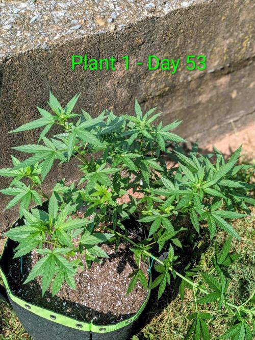 White Widow Auto - Homegrown Cannabis Co. Week 7