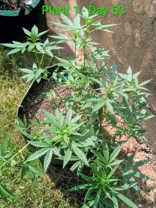 White Widow Auto - Homegrown Cannabis Co. Week 7
