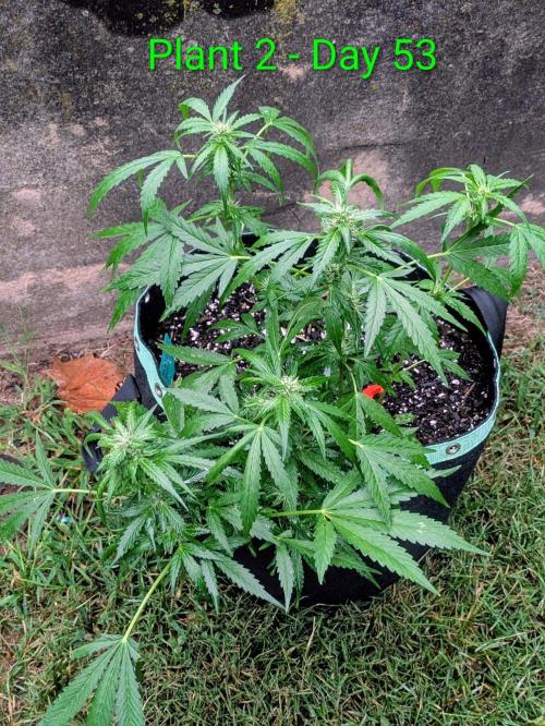 White Widow Auto. Week 7