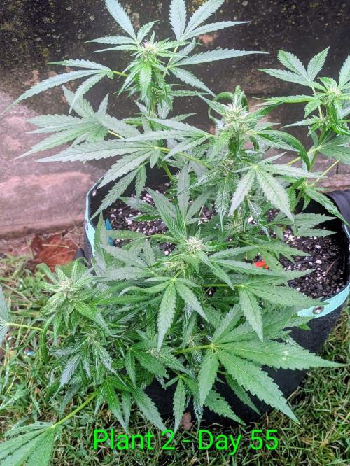White Widow Auto - Homegrown Cannabis Co. Week 7