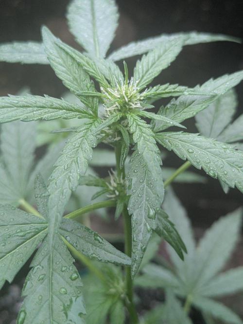 White Widow Auto - Homegrown Cannabis Co. Week 7