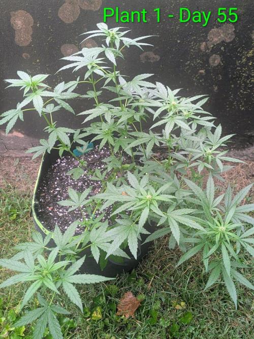 White Widow Auto - Homegrown Cannabis Co. Week 7