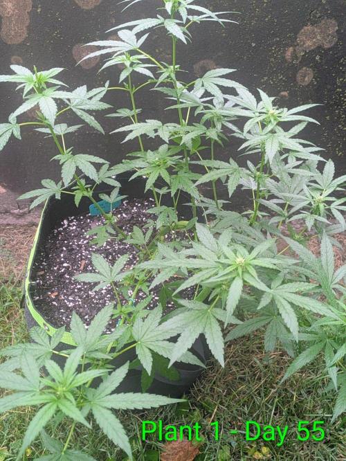 White Widow Auto. Week 7