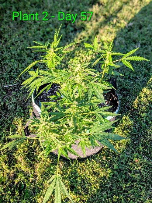 White Widow Auto - Homegrown Cannabis Co. Week 7