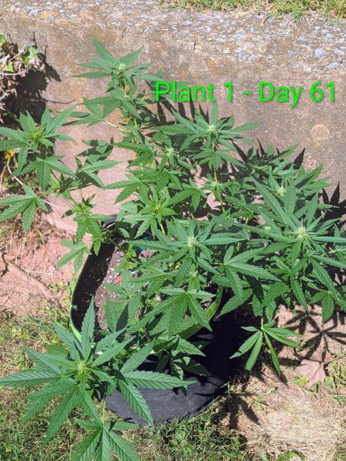 White Widow Auto - Homegrown Cannabis Co. Week 8
