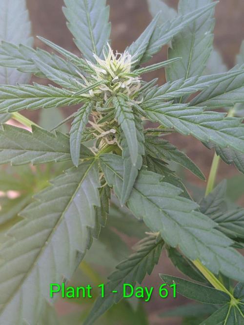 White Widow Auto - Homegrown Cannabis Co. Week 8