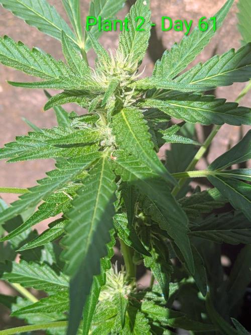 White Widow Auto - Homegrown Cannabis Co. Week 8