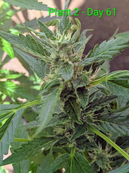 White Widow Auto - Homegrown Cannabis Co. Week 8
