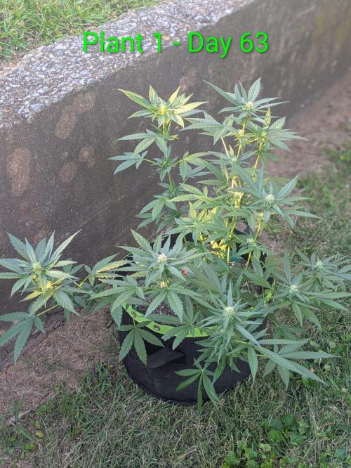 White Widow Auto - Homegrown Cannabis Co. Week 8