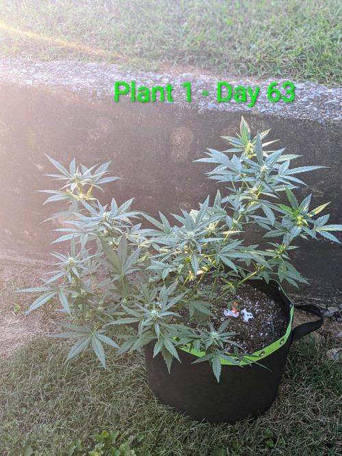 White Widow Auto - Homegrown Cannabis Co. Week 8