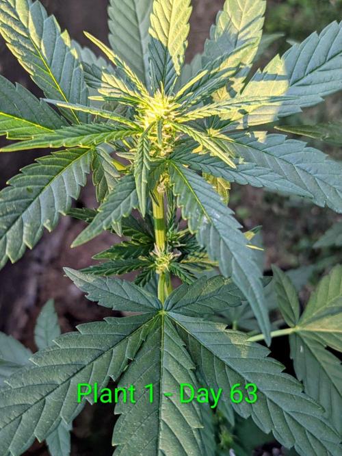 White Widow Auto - Homegrown Cannabis Co. Week 8