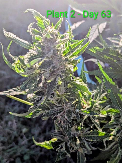 White Widow Auto - Homegrown Cannabis Co. Week 8
