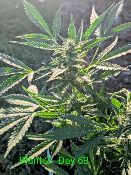 White Widow Auto - Homegrown Cannabis Co. Week 8
