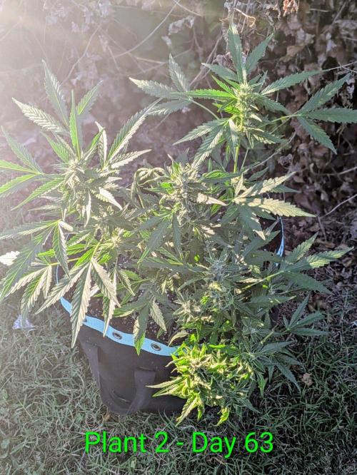 White Widow Auto. Week 8