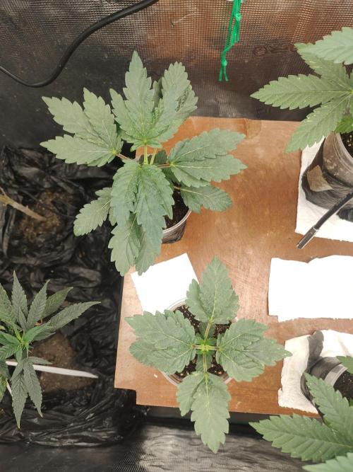 Hx002. Week 3 - GSC fc ( slow vegetative growth) 