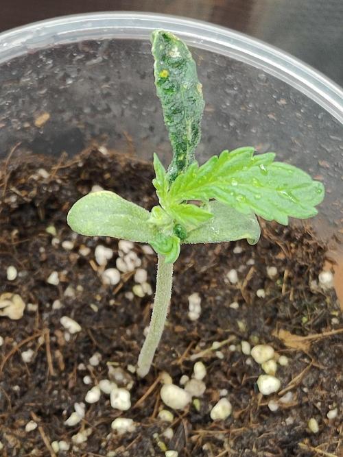 Hx002. Week 3 - Blackbomb whit damage to root meristem