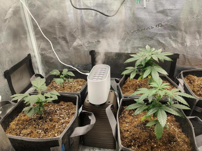 Hx002. Week 4 - 3 gal pots 