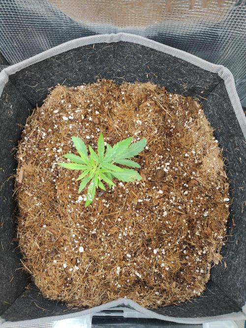 Hx002. Week 4 - Black bomb 