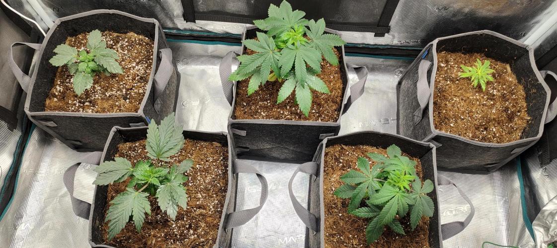 Hx002. Week 6