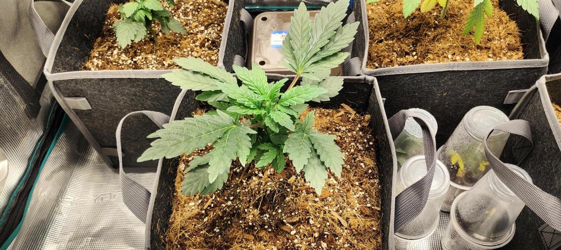 Hx002. Week 6 - Gir Scout Cookies FC #2