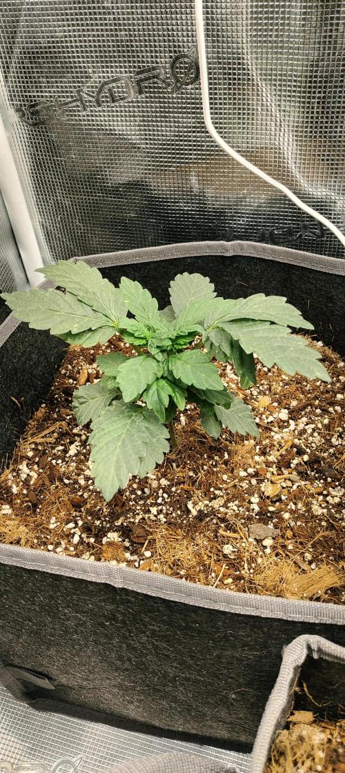 Hx002. Week 6 - Girl Scout Cookies FC #1