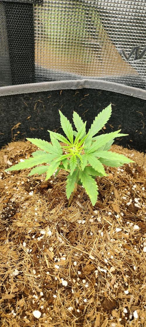 Hx002. Week 6 - Black Bomb 