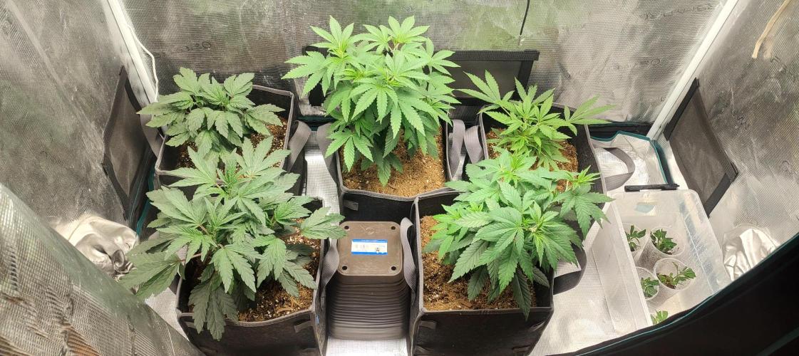 Hx002. Week 8