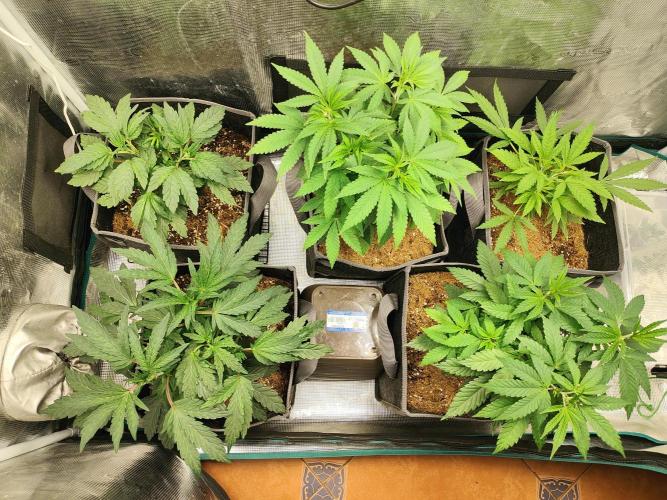 Hx002. Week 8