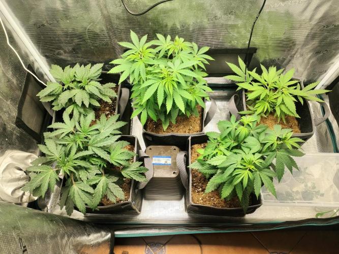 Hx002. Week 8
