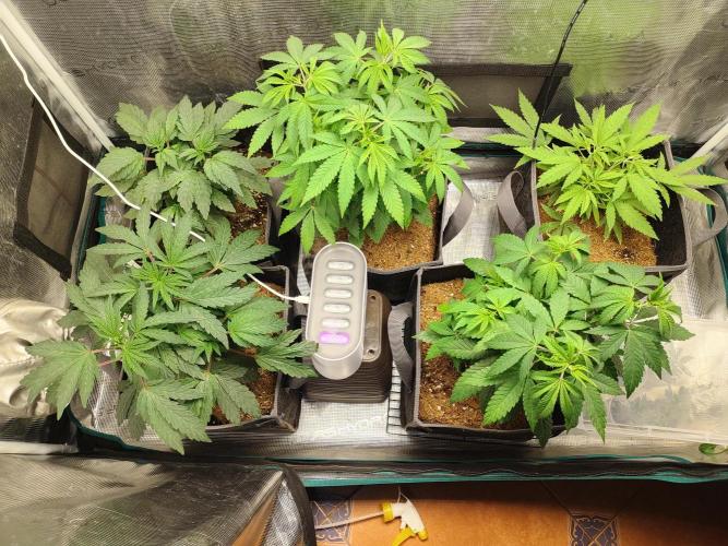 Hx002. Week 8