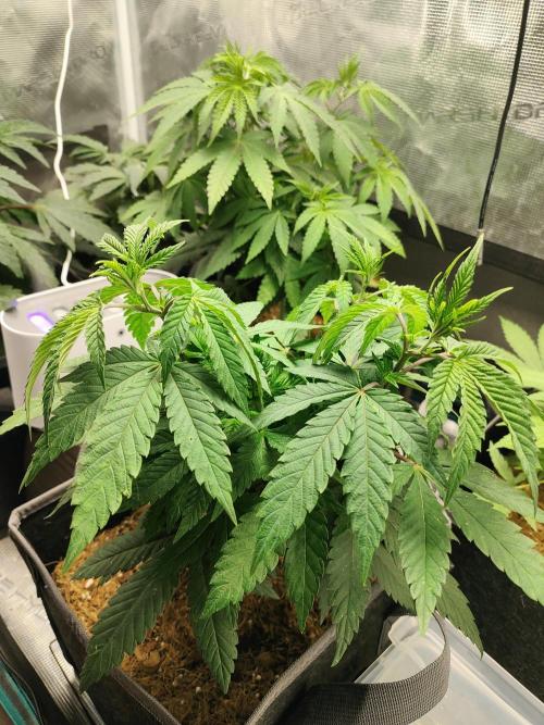 Hx002. Week 8
