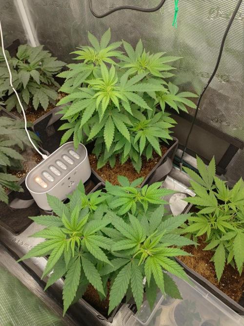 Hx002. Week 8