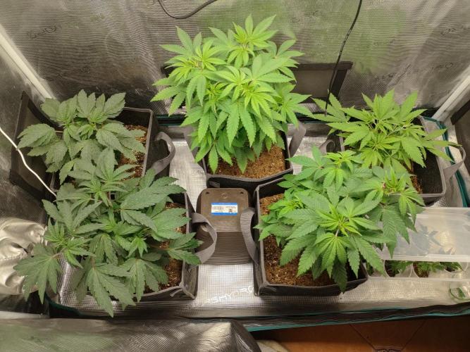 Hx002. Week 8