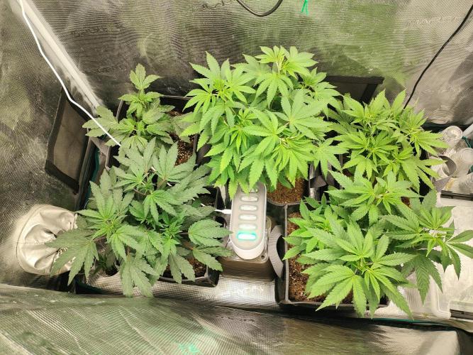 Hx002. Week 8
