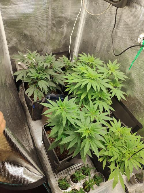 Hx002. Week 8
