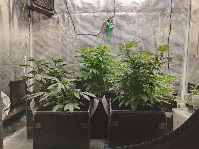 Hx002. Week 8