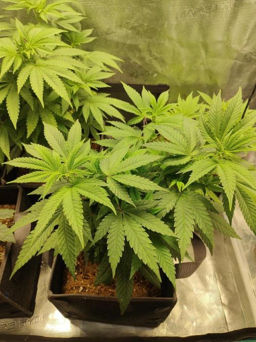 Hx002. Week 8 - Zombie B #1