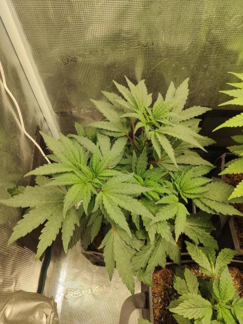 Hx002. Week 8 - Girl Scout cookies #2
