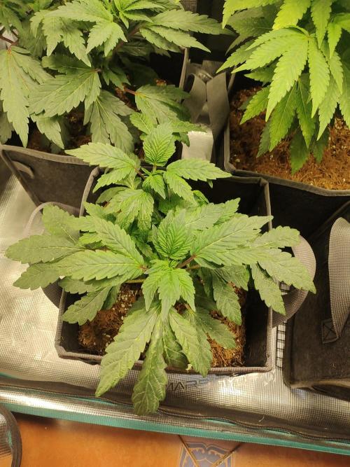 Hx002. Week 8 - Girl Scout Cookies #1
