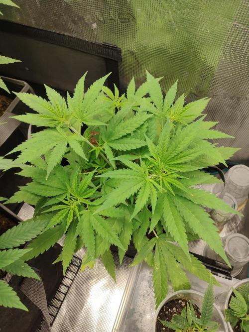 Hx002. Week 8 - Black Bomb 
