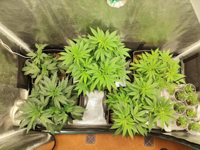 Hx002. Week 8