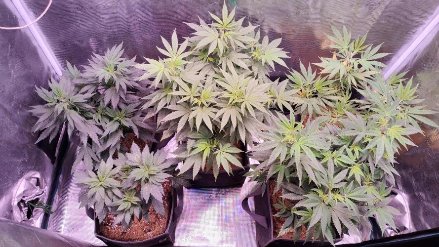 Hx002. Week 1