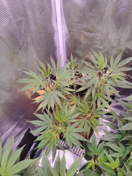 Hx002. Week 1 - Blackbomb 