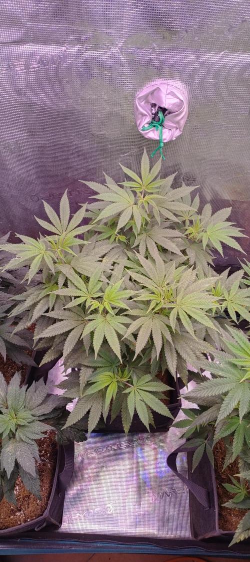 Hx002. Week 1 - Zombie B #2